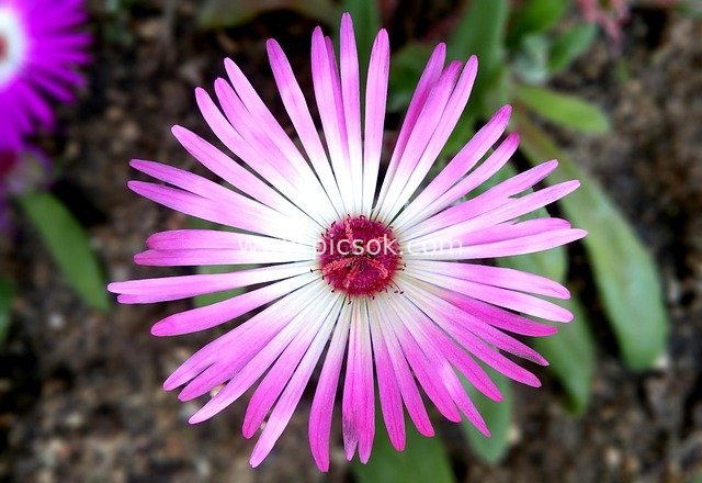 Close-up of Pink Ice Plant - Aesthetic Floral Photography Material