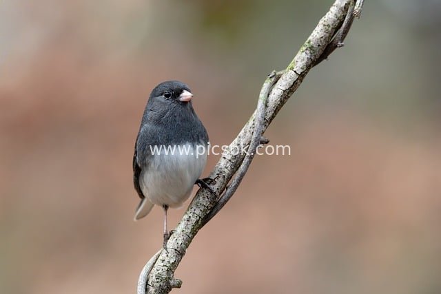 黑羽白腹灯芯草雀栖息扭曲枯枝特写