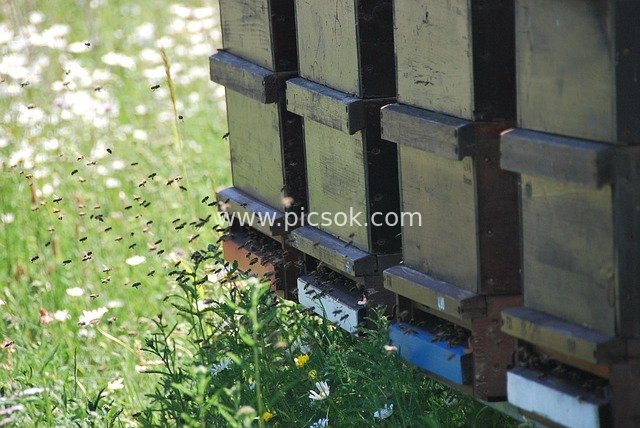 Bees Buzzing on Summer Meadow: The Beauty of Natural Labor by Beehives
