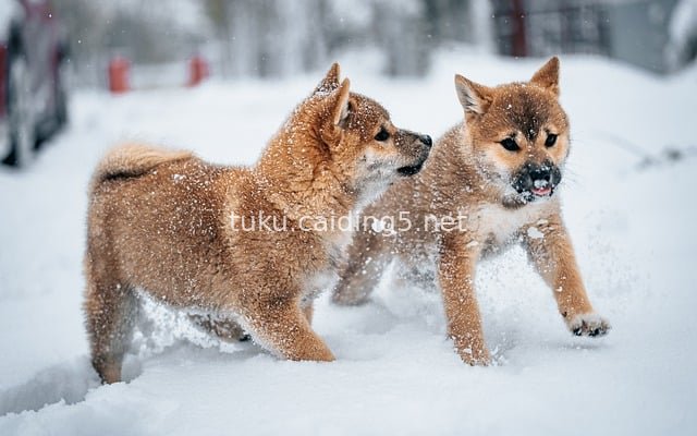 雪地嬉戏的柴犬幼犬 可爱萌宠冬日抓拍