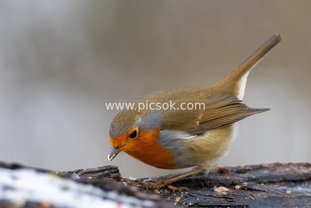 冬日觅食的欧洲知更鸟特写摄影