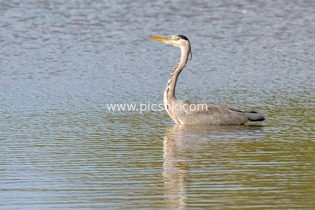 nature, wildlife, bird, plumage, waterfowl, feathers, avian, water, ornithology, birdwatching, uk, heron
