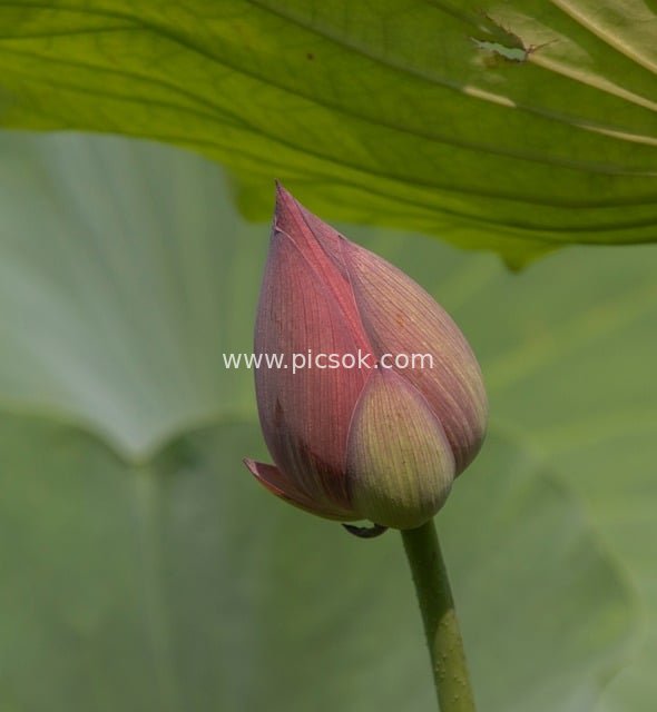 夏日粉色荷花苞特写 清新自然荷叶背景