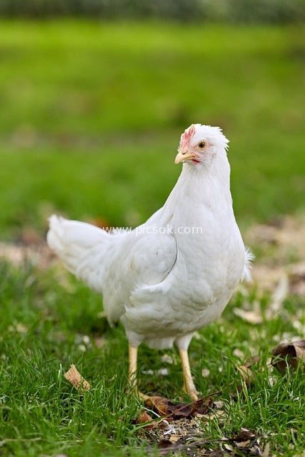 户外绿草地的白色散养小鸡 田园自然家禽图