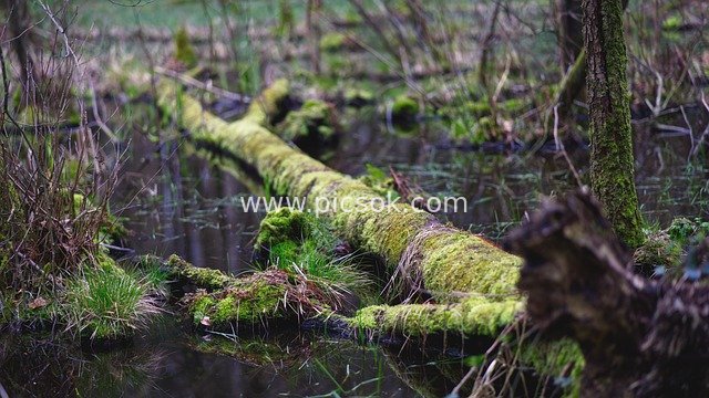 Natural Landscape of Moss-Covered Deadwood and Water Reflections in Forest Wetland