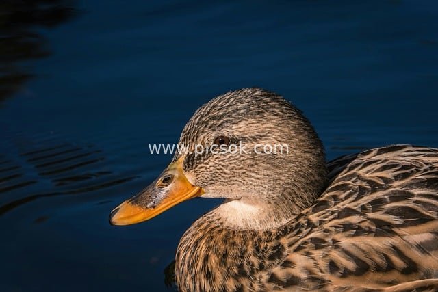 特写野鸭在蓝色水面 水鸟动物肖像高清素材图
