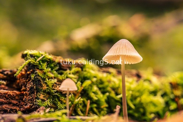 林间苔藓旁的白色小蘑菇 自然清新摄影素材