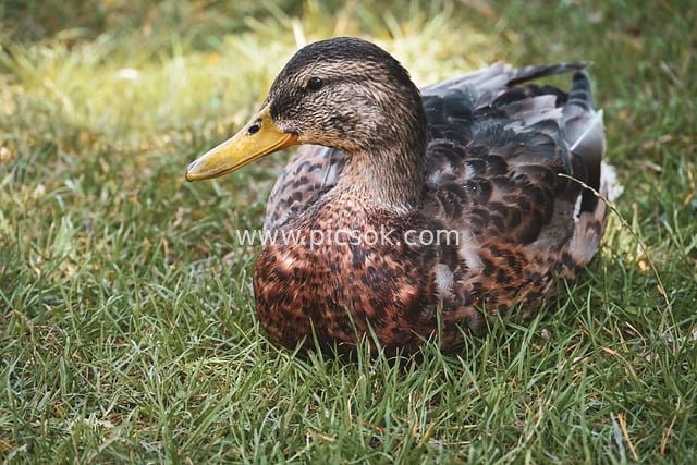 草地休憩的雌性绿头鸭 野生动物素材
