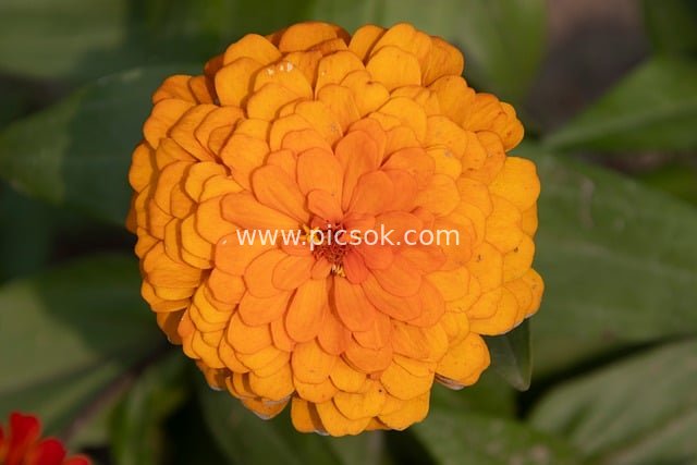 夏日花园绽放的橙色百日菊特写