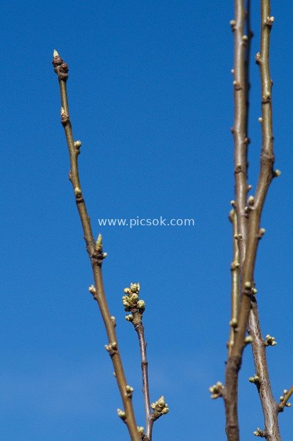 Close-up of Tree Buds Against a Blue Sky Background