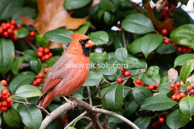 Northern Cardinal Perched on Holly Branch – Red Berries and Green Leaves Complement Each Other Perfectly