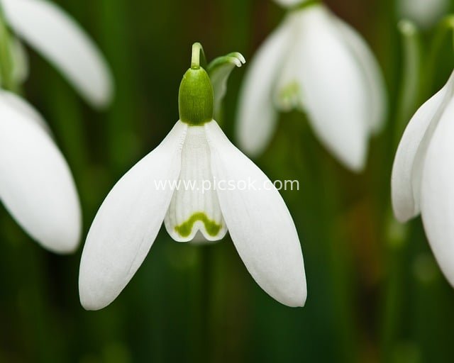 春天雪花莲特写 清新白色花朵自然绽放