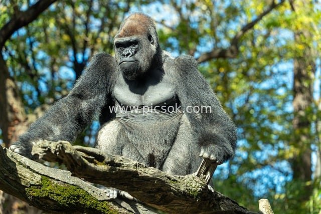 Natural Scene of a Silverback Gorilla Perched on a Branch at the Zoo