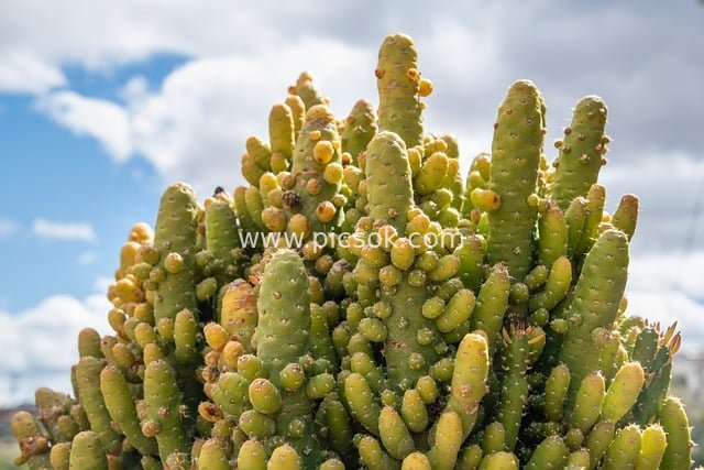 绿色丛生仙人掌 户外庭院自然清新景观