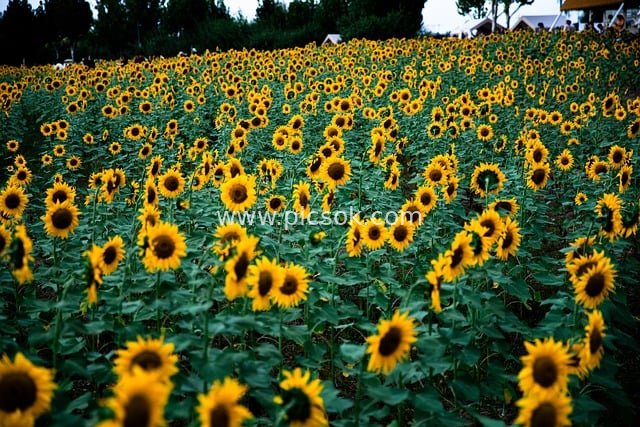 秋日向日葵花海 金黄灿烂自然美景