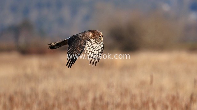 hawk, bird, animal, feathers, plumage, birds of prey, predator, wildlife, nature, raptor, fauna, avian