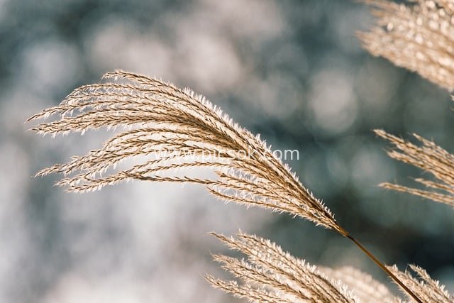冬日霜覆芦苇特写 自然朦胧氛围图片素材