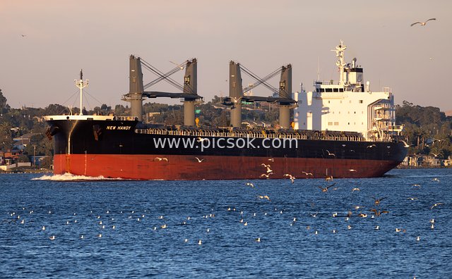 大型货轮航行海面 海鸥群伴飞的航海场景