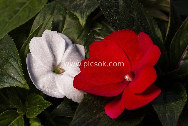 Red & White Impatiens in Bloom: Close-Up Floral Material