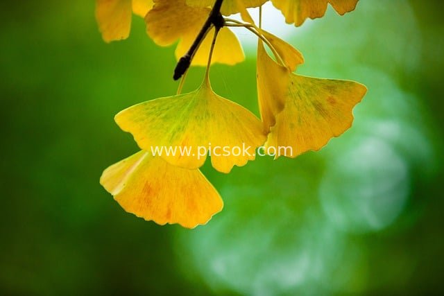 秋日银杏叶特写 金黄叶片配朦胧绿背景