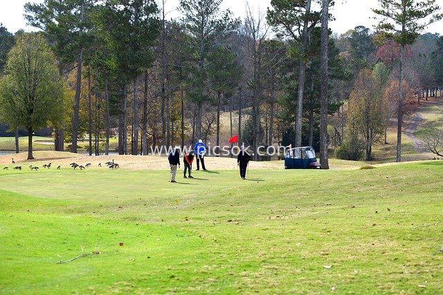 golf, golfer, golf course, game, sport, landscape, nature, greens, people, golf cart, putting, recreation, leisure, lifestyle, hobby