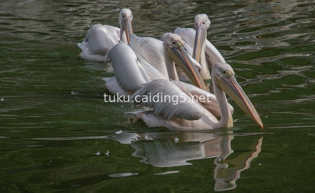 水面上游弋的粉色鹈鹕群 水鸟动物摄影素材