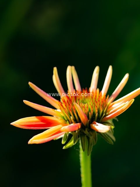 微距特写橙黄花朵 自然清新花卉壁纸素材