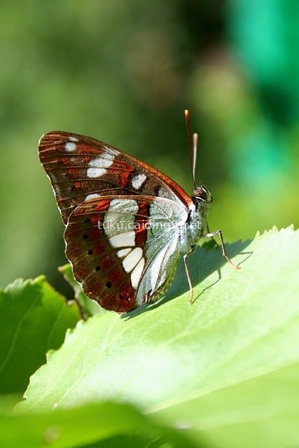 红带蛱蝶栖息鲜绿叶片 春日自然昆虫特写