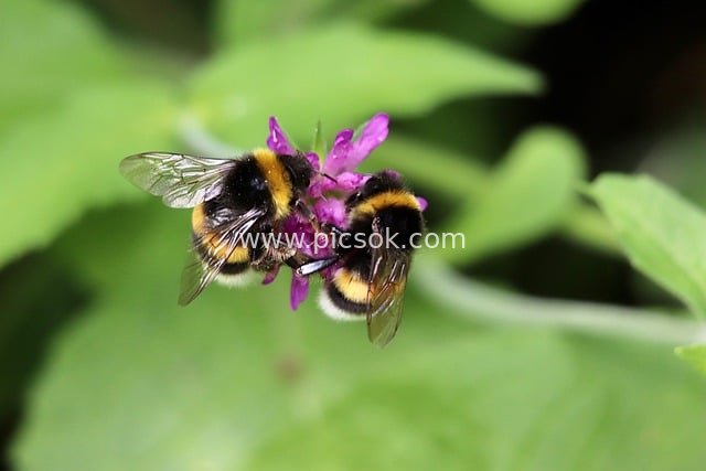 Close-up of Two Bumblebees Pollinating a Purple Flower