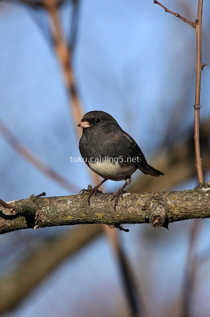 暗眼灯芯雀栖息树枝 自然野生动物摄影图
