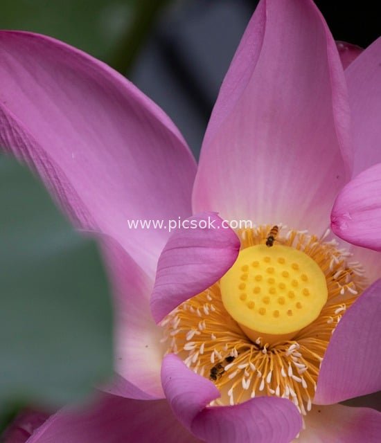 Close-up of Pink Lotus with Pollinating Bees: Natural Beauty