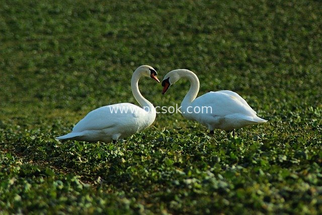 Romantic Swan Pair in Deep Affection Amidst Lush Greenery