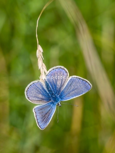Blue Butterfly Resting on Grass Spike - Close-up of Natural Insect Ecology