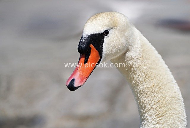 Close-up of White Swan's Head: Orange-Black Beak, Animal Portrait with Lake Shore Background