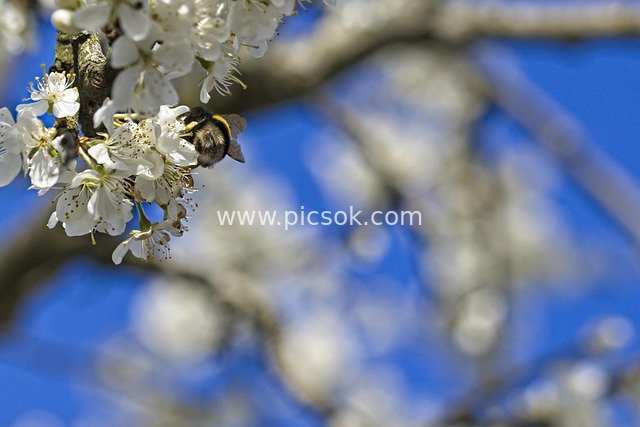 Plum Blossoms Blooming in Spring: Bees Pollinating in Natural Beauty