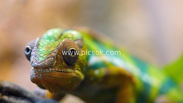 Close-up Portrait of a Green Chameleon Captured at Close Range
