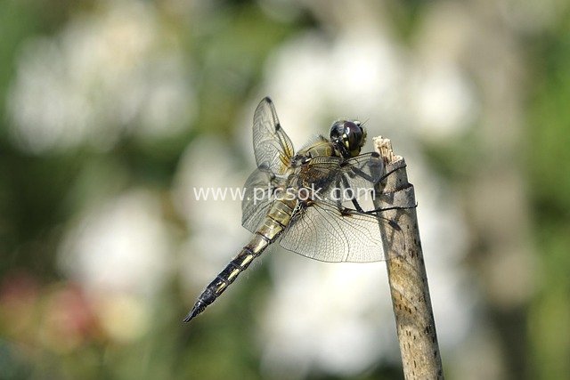 Four-spotted Dragonfly Perched on a Dry Twig: Close-up of Natural Insect Ecology