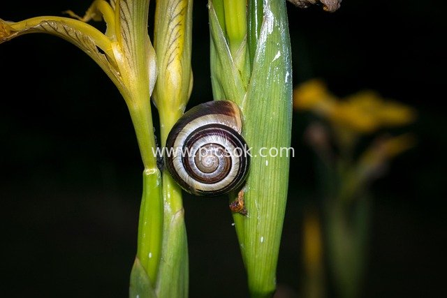 Close-up of a Snail with Black-and-White Striped Shell Climbing an Iris Stem at Night