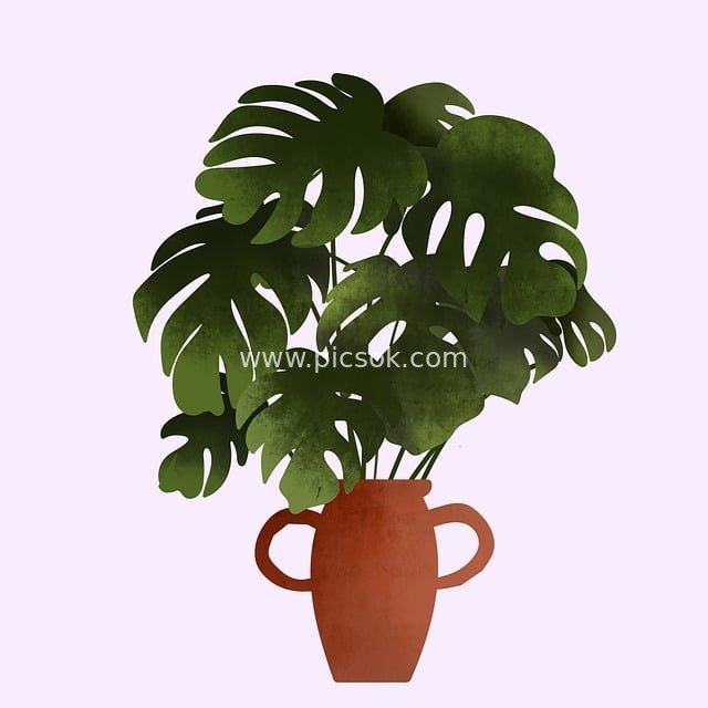 手绘龟背竹盆栽 热带波西米亚风室内植物插画