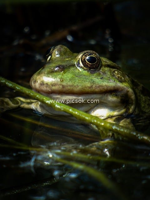 Close-up of a Green Frog in a Pond - Natural Wildlife Photography Material