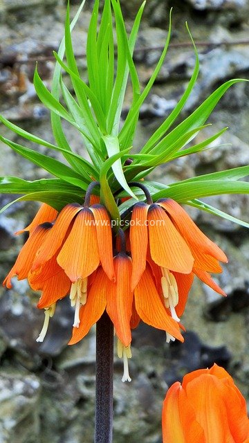 inverted tulip, crown imperial, orange flower, spring, fritillaria imperialis aurora