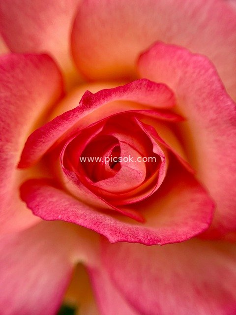 Close-Up of Pink Gradient Rose | Aesthetic Floral Wallpaper Material