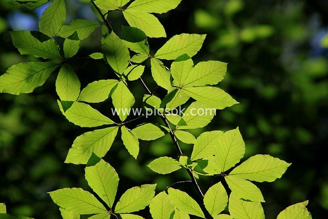Backlit Green Leaves of Turkey Oak - Fresh Natural Branch & Plant Material