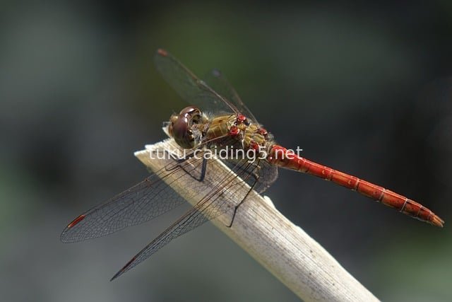 红色蜻蜓特写 透明翅膀昆虫生态图