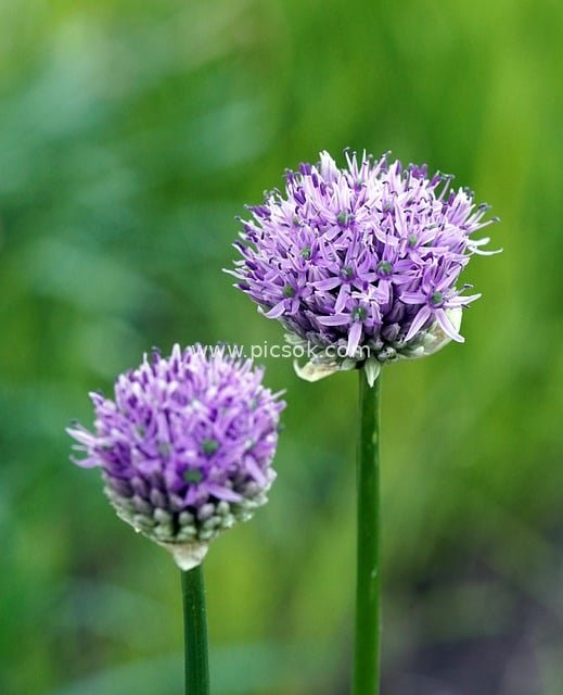Purple Chive Blossoms in Bloom: The Beauty of Natural Herbs