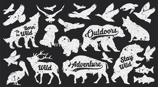 复古野生动物冒险户外设计元素套装