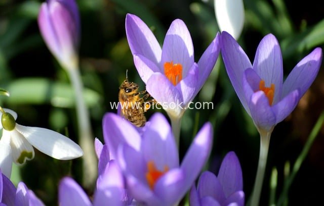 春日番红花绽放 蜜蜂授粉采蜜的自然瞬间