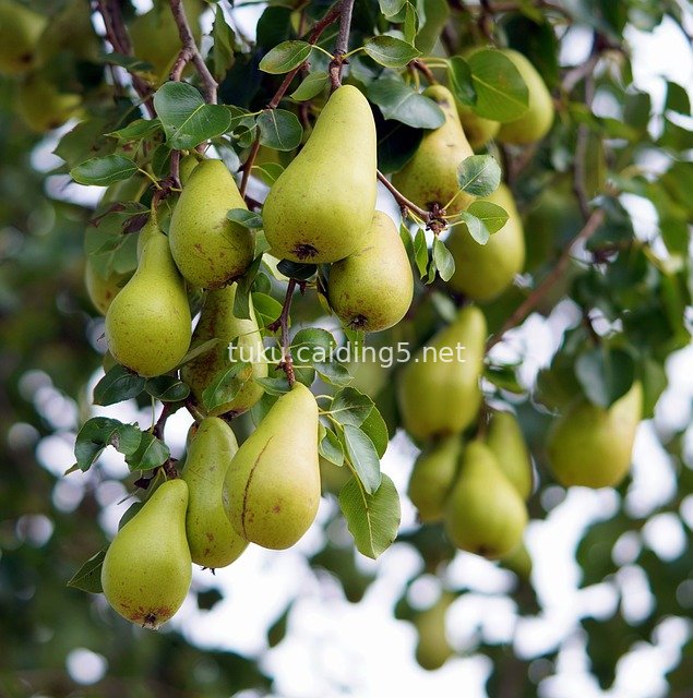 新鲜成熟梨果挂满枝头 健康营养梨树自然景观