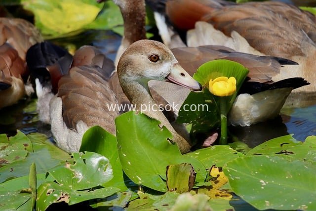 Egyptian Goose Gosling Exploring Yellow Flowers Among Pond Aquatic Plants