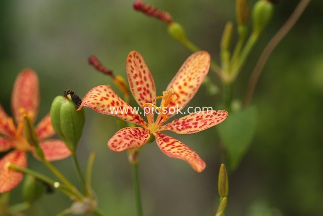 Red-Yellow Spotted Flower Close-Up Natural Plant Material
